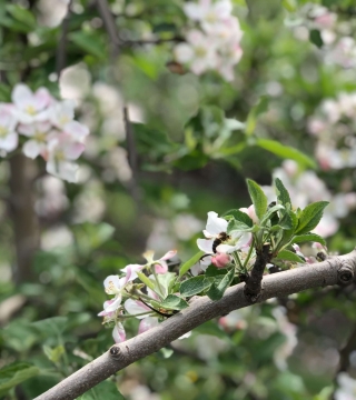 Apple spring flower