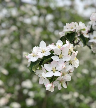 Apple spring flower